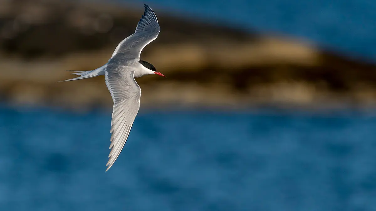 Temin süreci – Sterna Paradisea